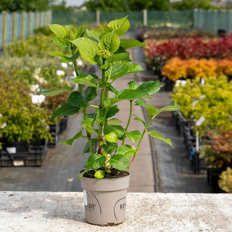 Hydrangea Rembrandt 'Dolce Chic'