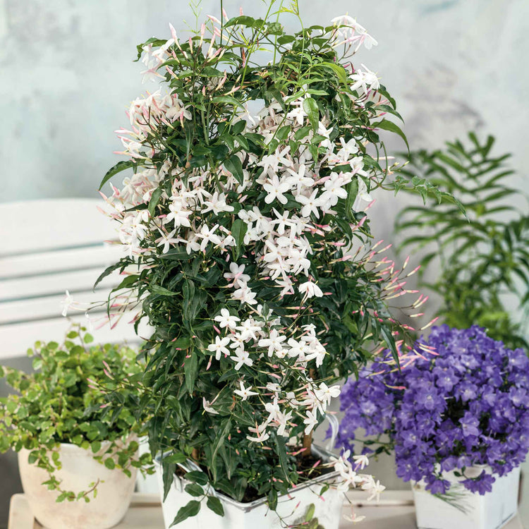 Jasmine 'Starry Starry Summer Night'