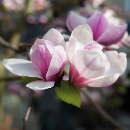 Magnolia 'Heaven Scent'