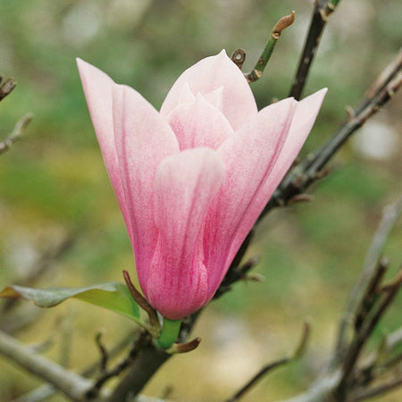 Magnolia 'Heaven Scent'