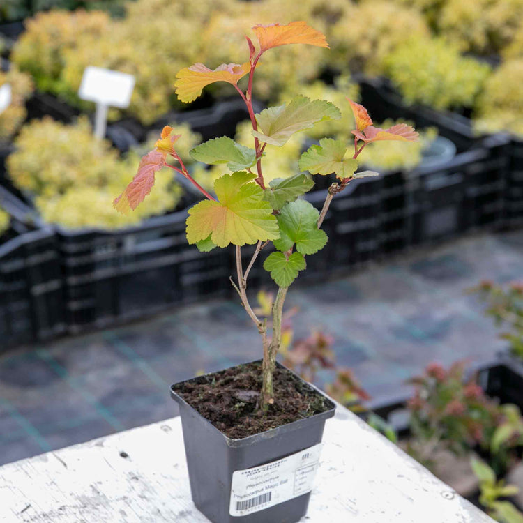 Physocarpus 'Magic Ball'
