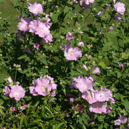 Lavatera 'Marshmallow Strawberry Cream'