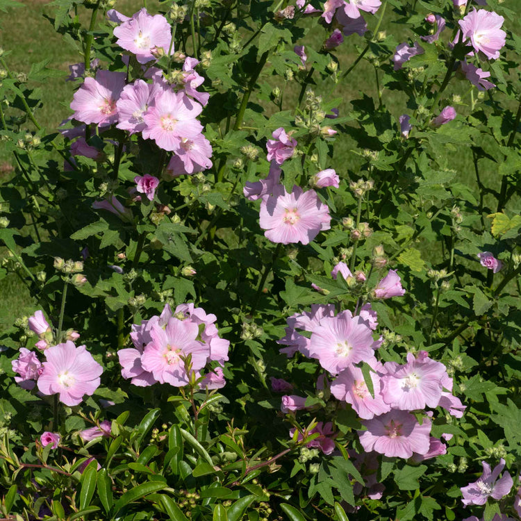 Lavatera 'Marshmallow Strawberry Cream'