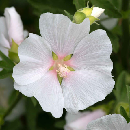 Lavatera 'Marshmallow White Ice'