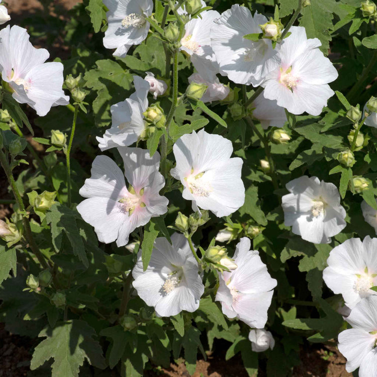 Lavatera 'Marshmallow White Ice'