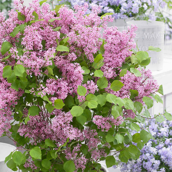 Syringa 'Flowerfesta Pink'