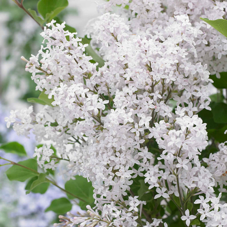 Syringa 'Flowerfesta White'