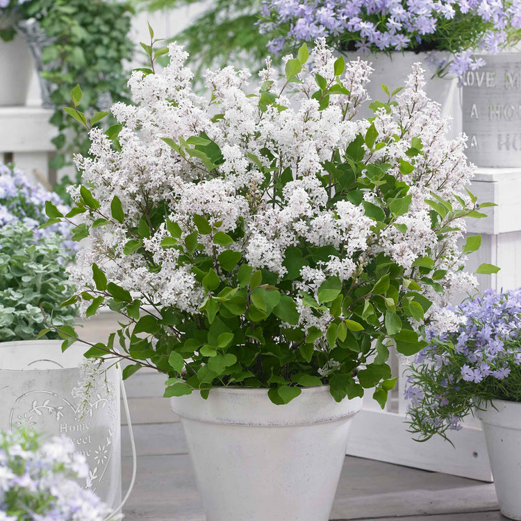 Syringa 'Flowerfesta White'