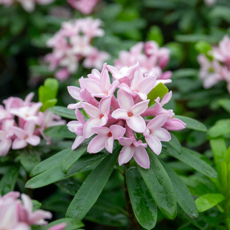Daphne 'Pink Fragrance'