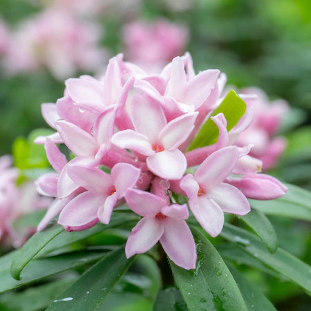 Daphne 'Pink Fragrance'