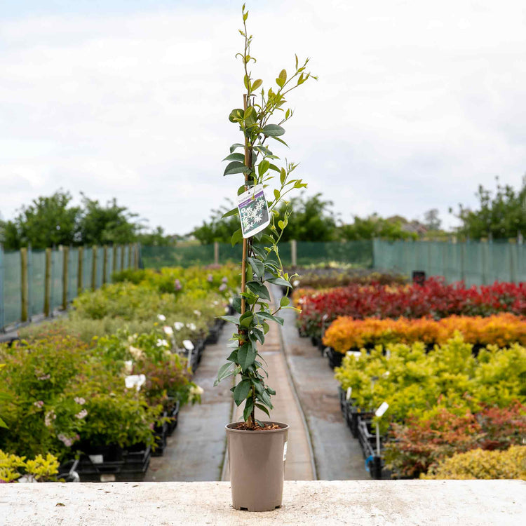 Star Jasmine