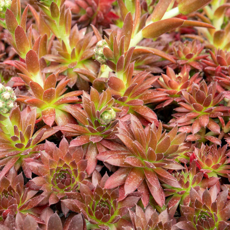 Sempervivum 'Coral Red'