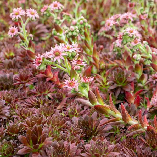 Sempervivum 'Coral Red'