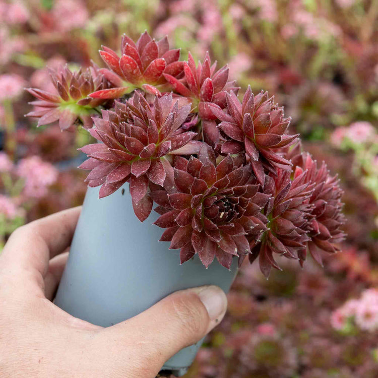 Sempervivum 'Coral Red'