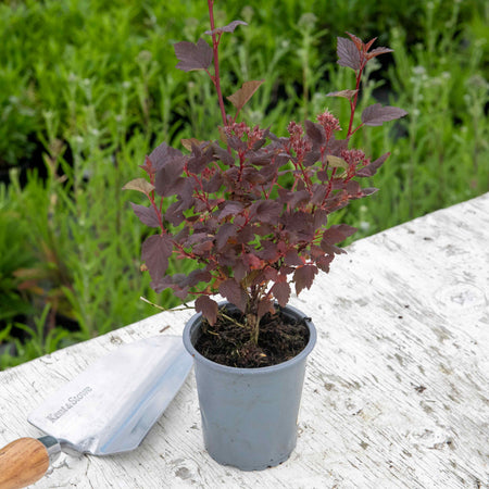 Physocarpus 'Little Joker'