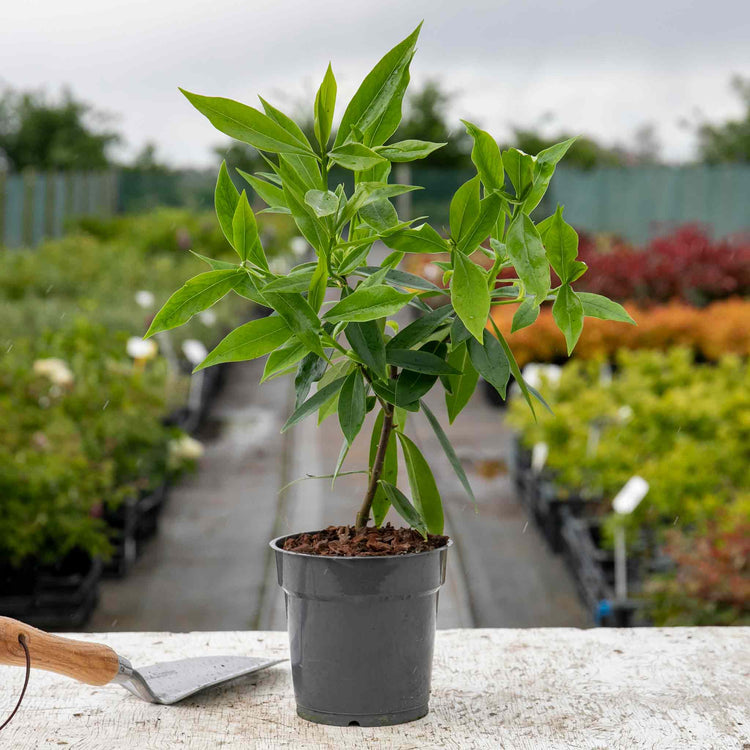 Daphne Hybrid 'Perfume Princess'