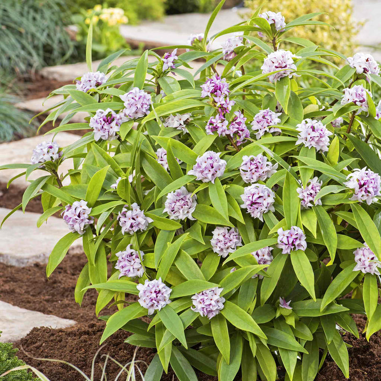 Daphne Hybrid 'Perfume Princess'