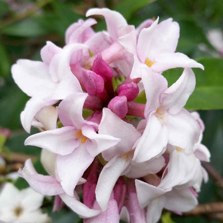 Daphne Hybrid 'Perfume Princess'