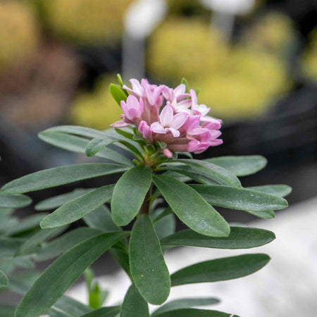 Daphne X Transatlantica 'Eternal Fragrance'