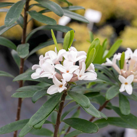 Daphne X Transatlantica 'Eternal Fragrance'