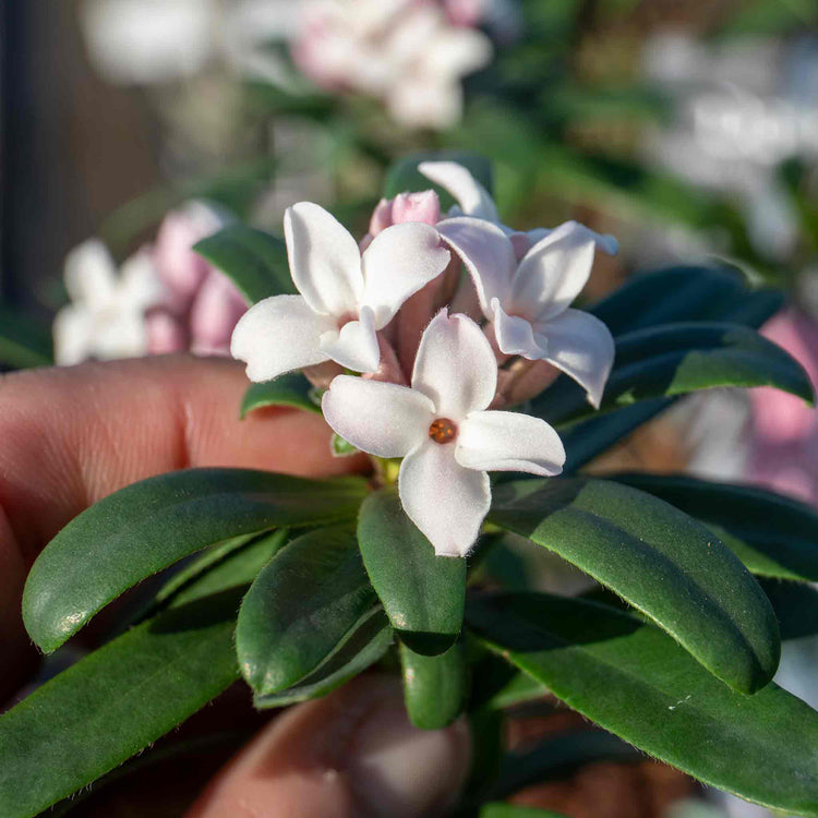 Daphne Collection