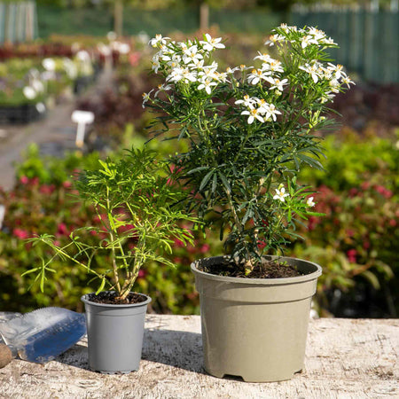 Choisya 'White Dazzler'
