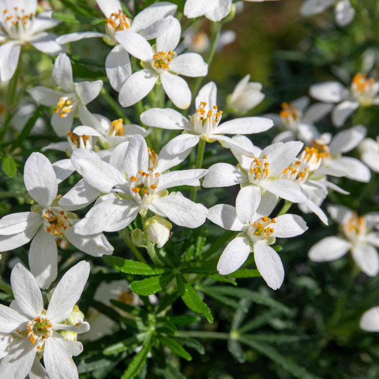Choisya 'White Dazzler'