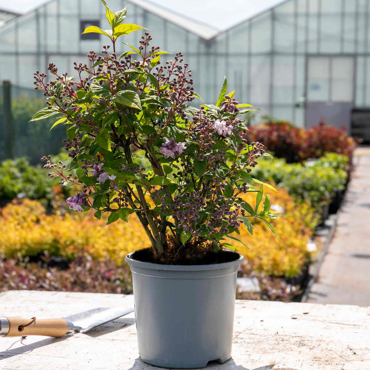 Deutzia 'Raspberry Sundae'