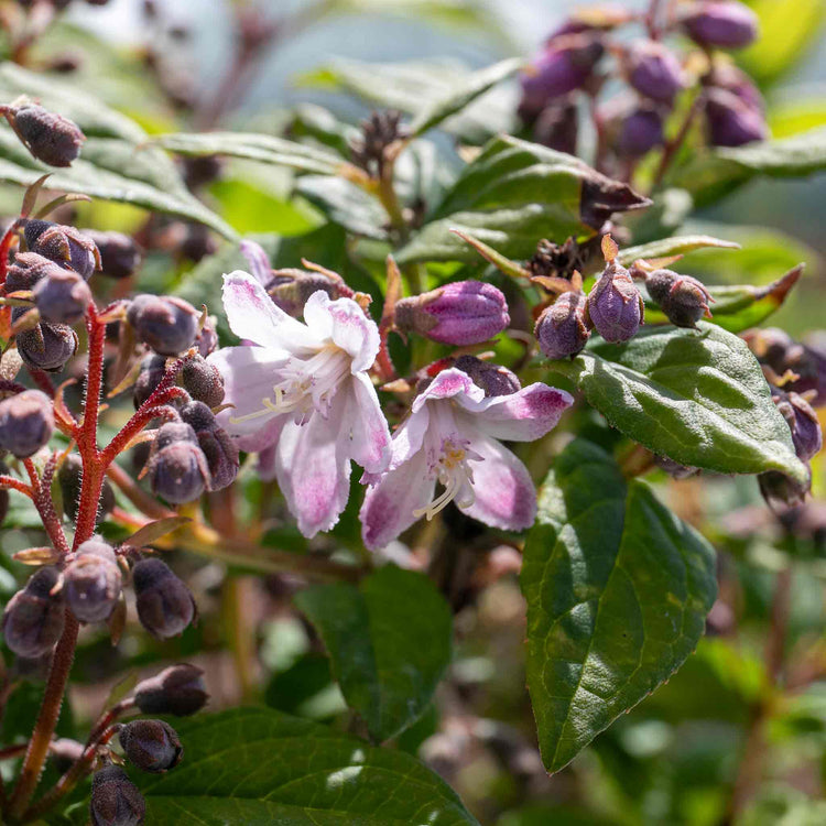 Deutzia 'Raspberry Sundae'