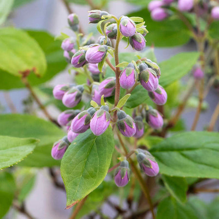 Deutzia 'Raspberry Sundae'