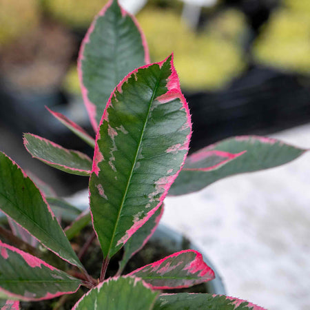 Photinia x fraseri 'Louise'