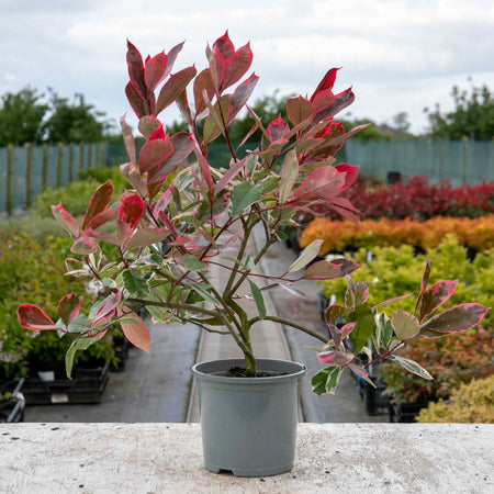 Photinia x fraseri 'Louise'