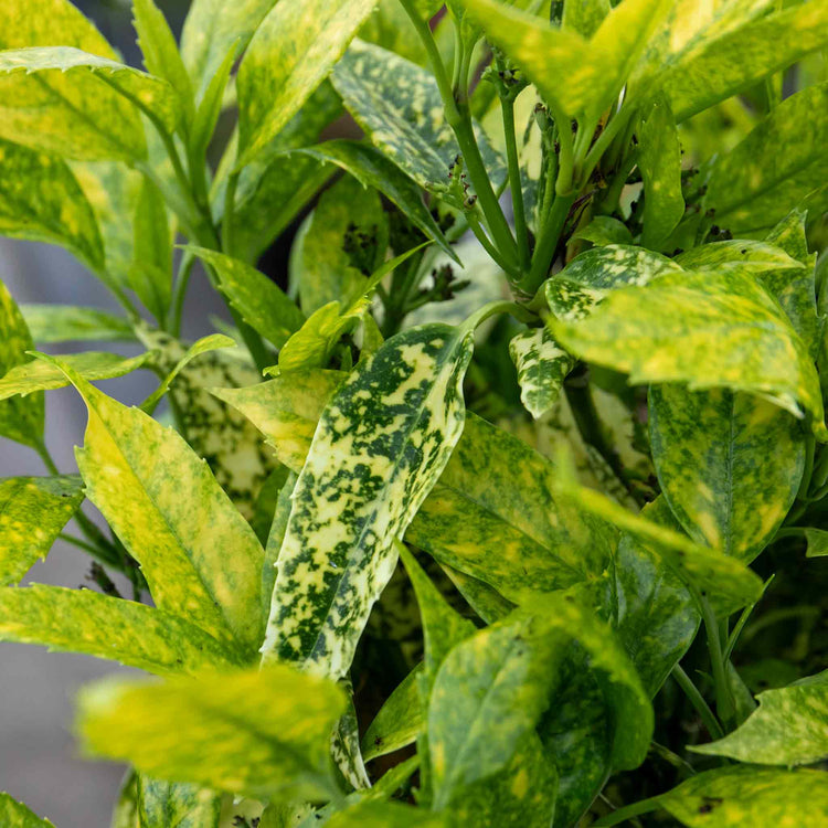 Aucuba Japonica 'Golden Girl'
