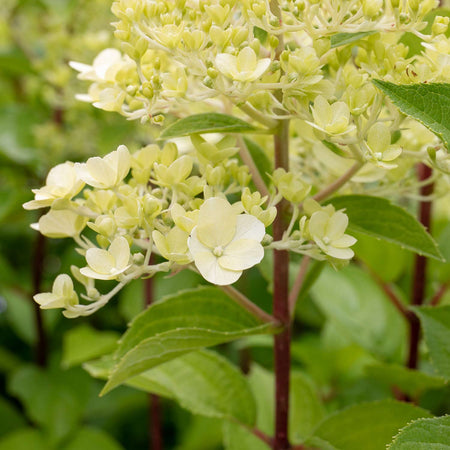 Hydrangea 'Mojito'