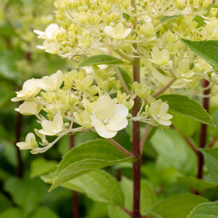 Hydrangea 'Mojito'