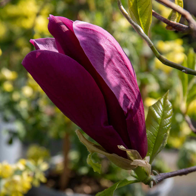 Magnolia liliflora 'Nigra'