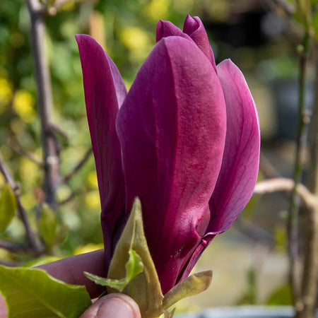 Magnolia liliflora 'Nigra'