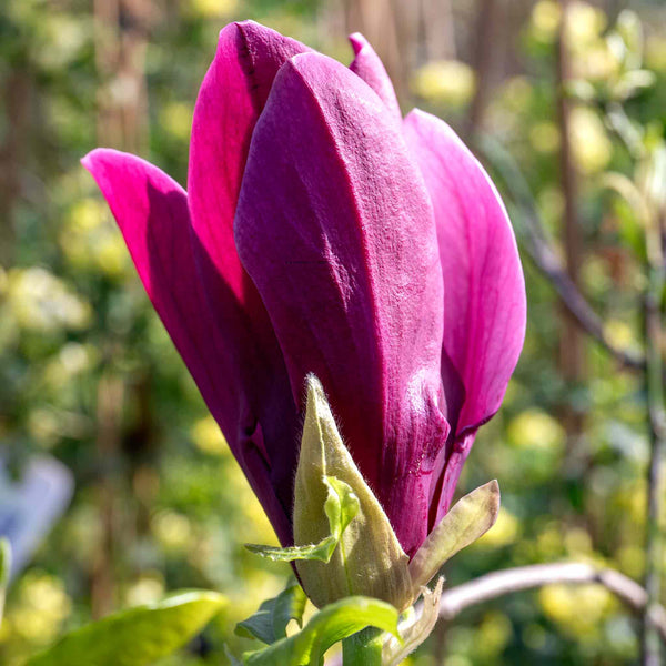 Magnolia liliflora 'Nigra'