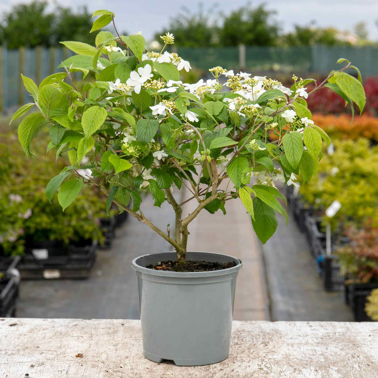 Viburnum Plicatum 'Kilimanjaro'