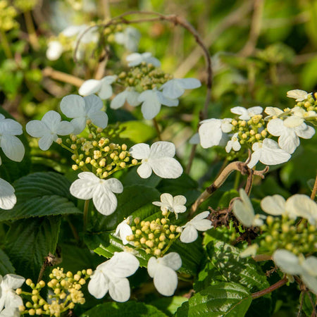 Viburnum Plicatum 'Summer Snowflake'