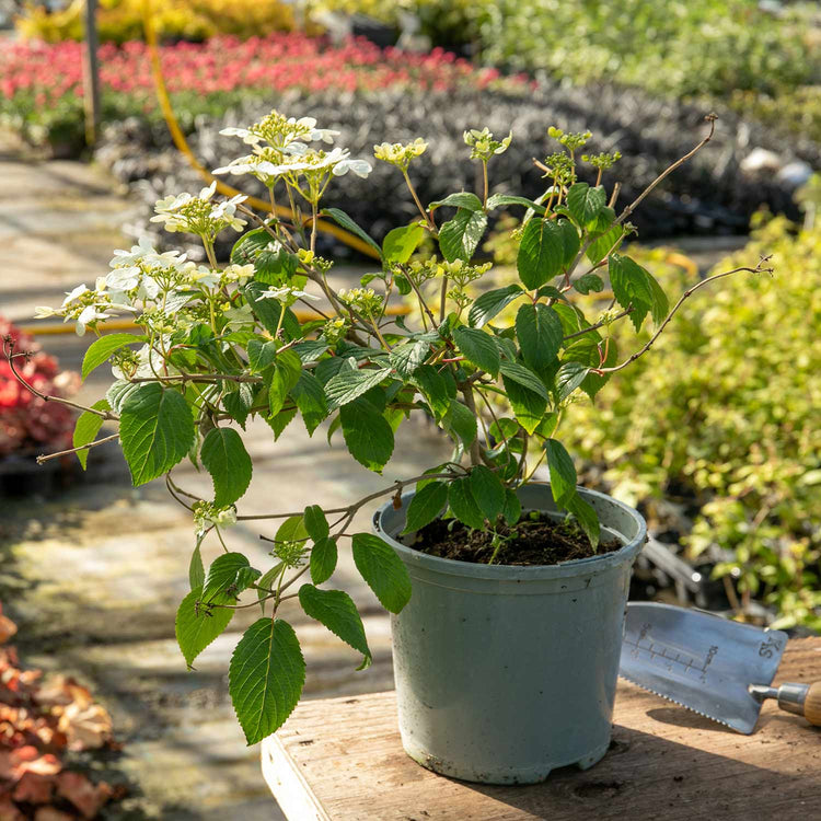 Viburnum Plicatum 'Summer Snowflake'