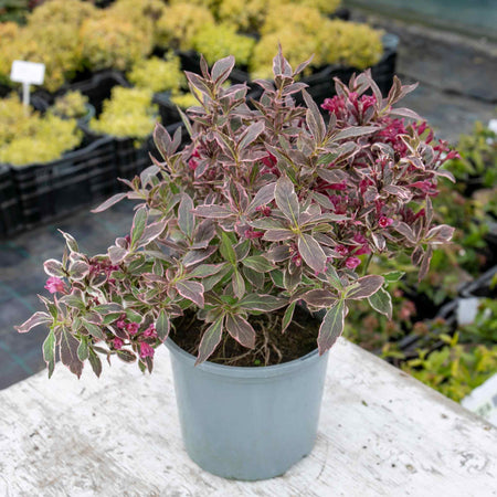 Weigela florida 'All Summer Monet'