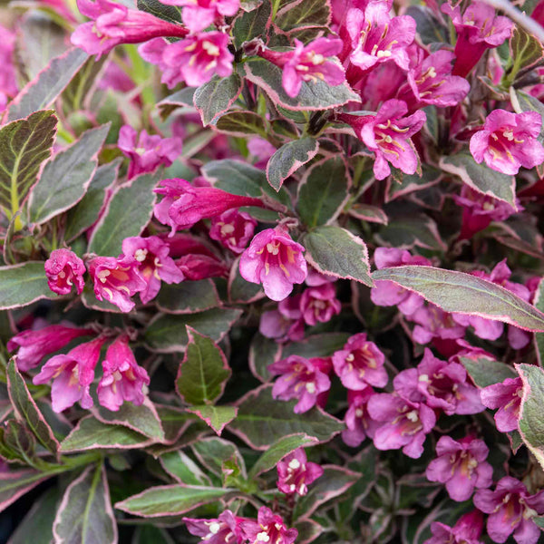 Weigela florida 'All Summer Monet'