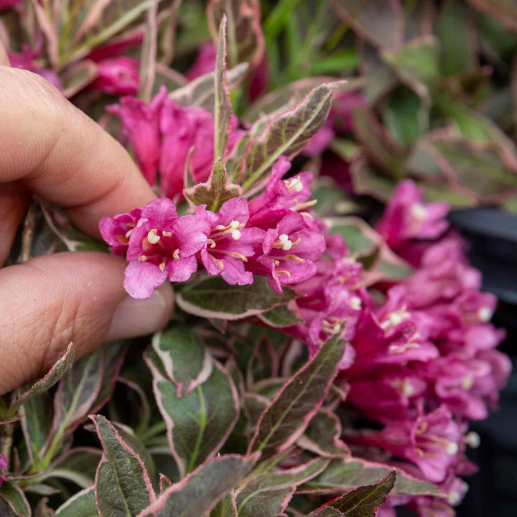 Weigela florida 'All Summer Monet'