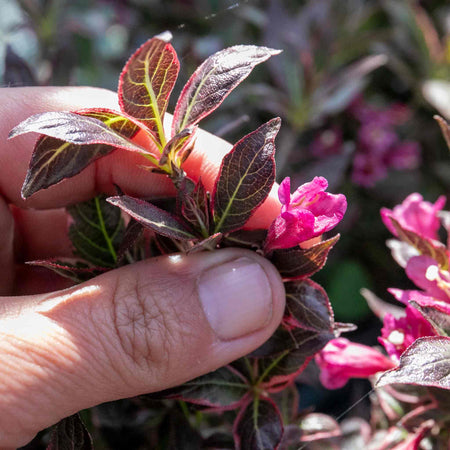 Weigela florida 'All Summer Monet'