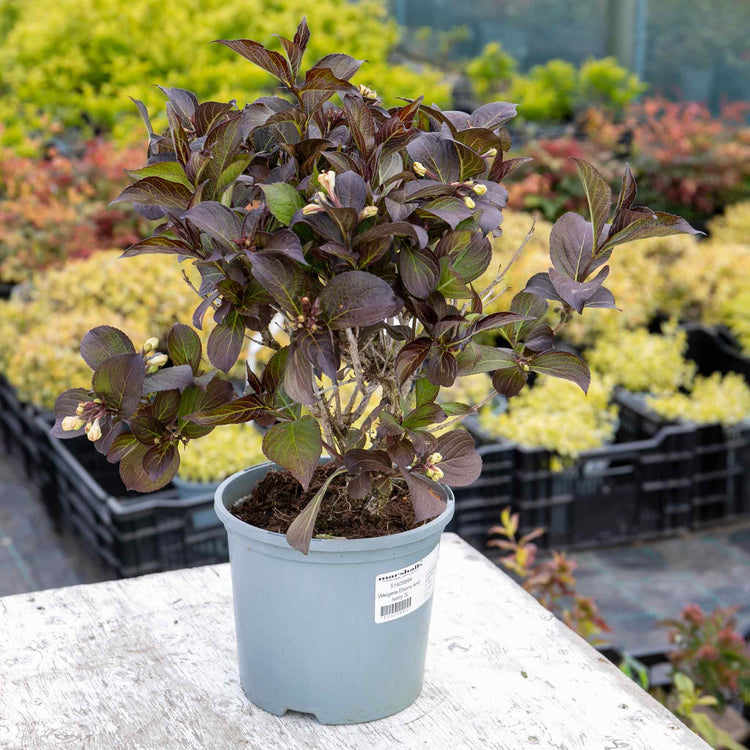 Weigela 'Ebony and Ivory' (Velda)