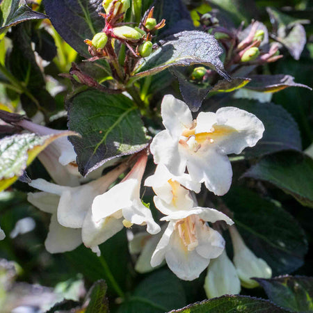Weigela 'Ebony and Ivory' (Velda)
