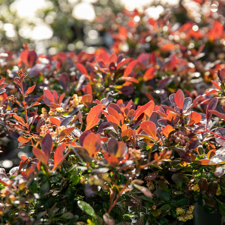 Berberis thunb. 'Plant Atropurpurea Nana'