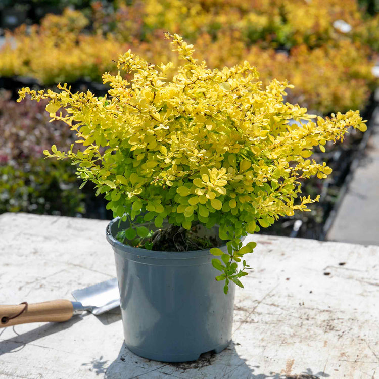 Berberis Thunbergii 'Golden Horizon'®