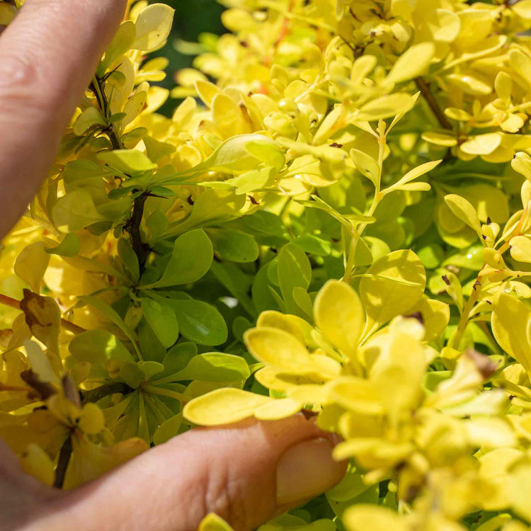 Berberis Thunbergii 'Golden Horizon'®